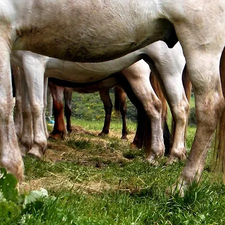 Chambres D'hotes-ferme Equestre Les Revers